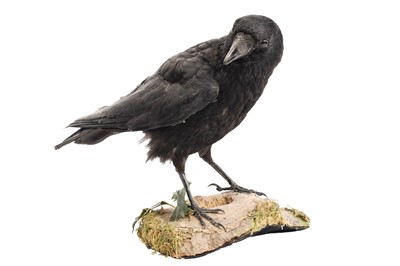 Lot 1928 - A taxidermy crow