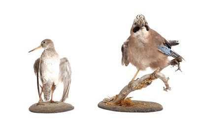 Lot 1929 - A taxidermy Eurasian jay; and a common redshank