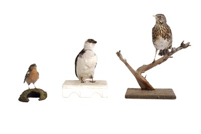 Lot 1931 - Three taxidermy birds