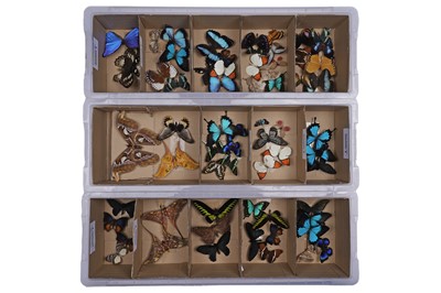 Lot 1955 - Three boxes of loose butterflies and moths