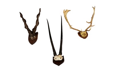 Lot 1923 - A collection of three sets of antlers mounted on oak shields