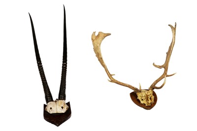 Lot 1923 - A collection of two sets of antlers mounted on oak shields