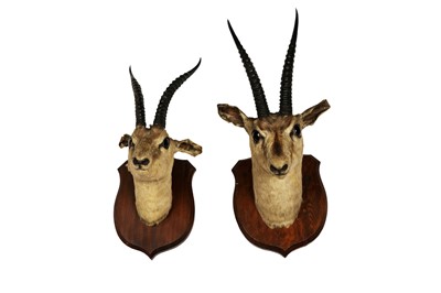 Lot 1924 - Two taxidermy studies of Thomson’s gazelles