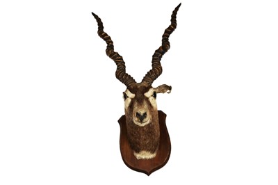 Lot 1925 - A taxidermy study of a blackbuck