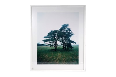 Lot 122 - Elizabeth McAlpine - A Tree at Hildon | colour photograph