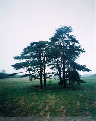 Lot 122 - Elizabeth McAlpine - A Tree at Hildon | colour photograph