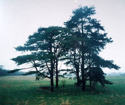 Lot 122 - Elizabeth McAlpine - A Tree at Hildon | colour photograph