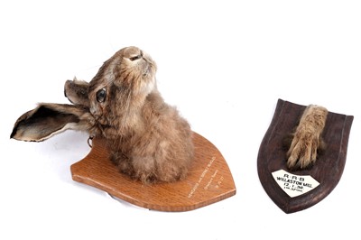 Lot 250 - Two 20th Century taxidermies of a hare head and foot