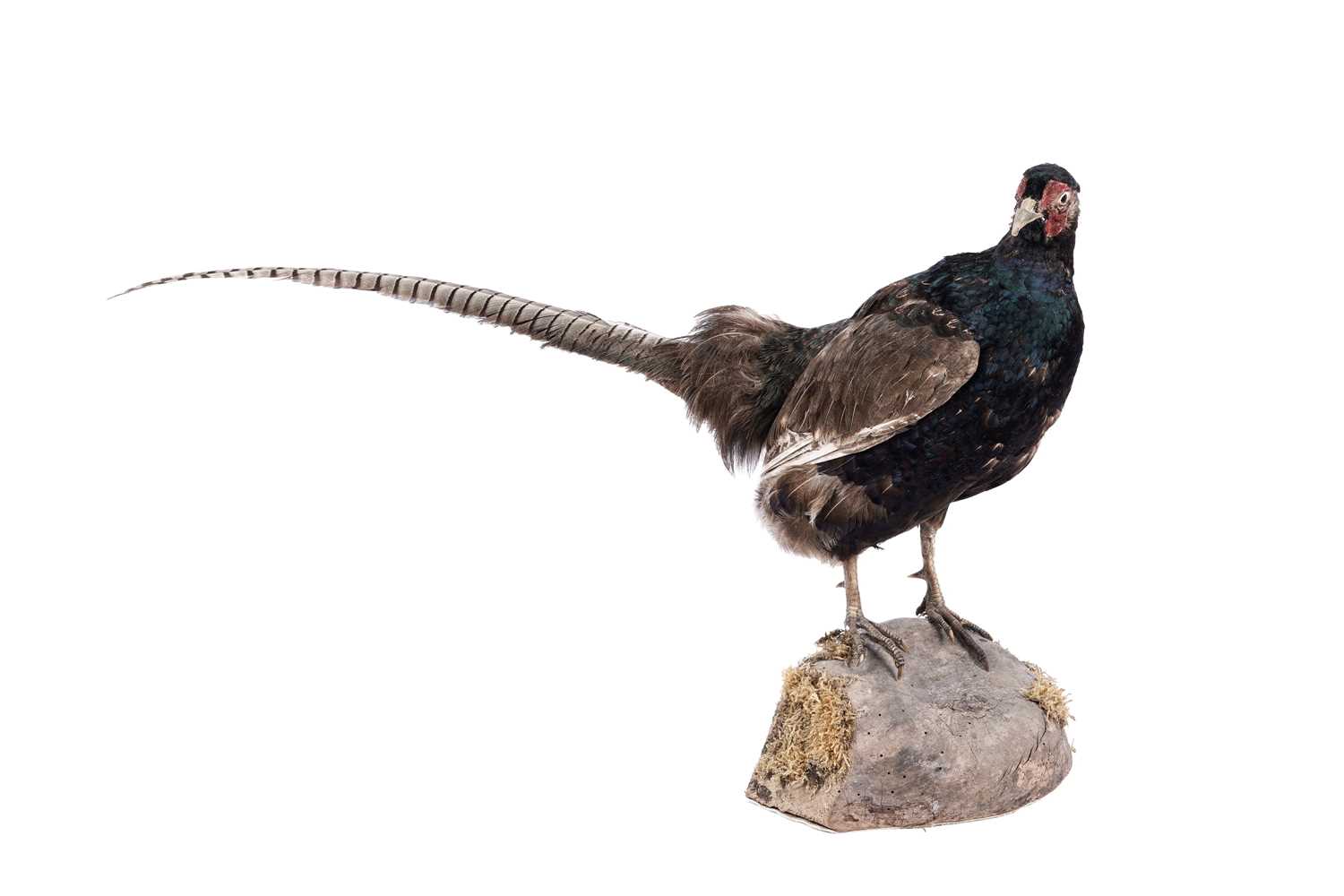 Lot 156 - Taxidermy: a brown pheasant