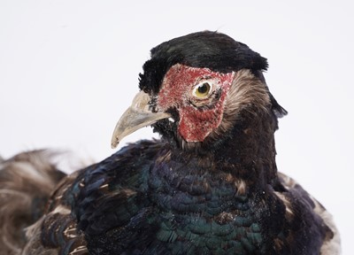 Lot 156 - Taxidermy: a brown pheasant