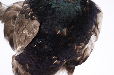 Lot 156 - Taxidermy: a brown pheasant