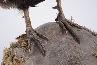 Lot 156 - Taxidermy: a brown pheasant