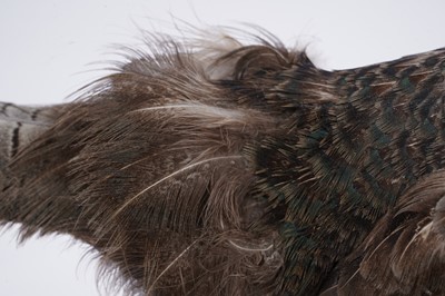 Lot 156 - Taxidermy: a brown pheasant