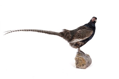 Lot 156 - Taxidermy: a brown pheasant