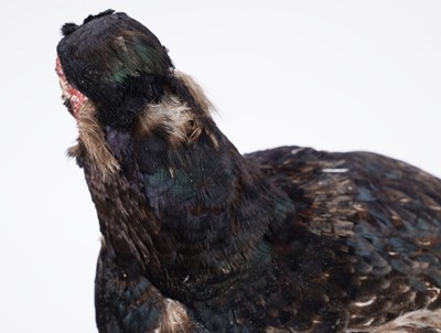 Lot 156 - Taxidermy: a brown pheasant