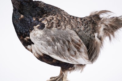 Lot 156 - Taxidermy: a brown pheasant