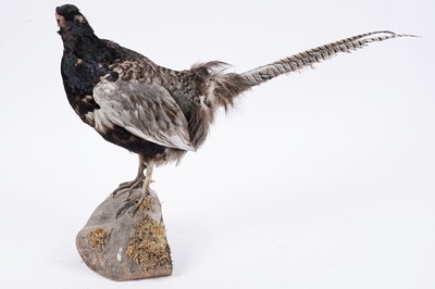 Lot 156 - Taxidermy: a brown pheasant