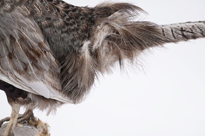 Lot 156 - Taxidermy: a brown pheasant