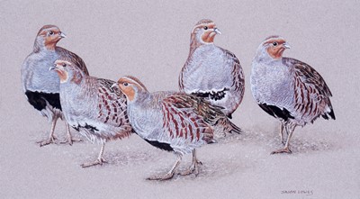 Lot 590 - Jason Lowes - Grey Partridge | watercolour