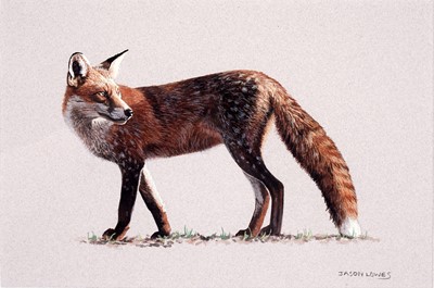 Lot 589 - Jason Lowes - Fox | watercolour