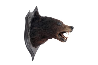 Lot 174 - A taxidermy study of a brown bears head
