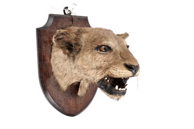 Lot 175 - An early 20th Century study of a lioness