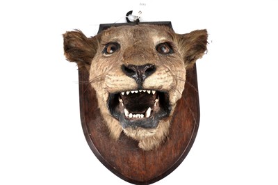 Lot 175 - An early 20th Century study of a lioness