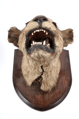 Lot 175 - An early 20th Century study of a lioness
