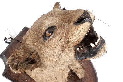 Lot 175 - An early 20th Century study of a lioness