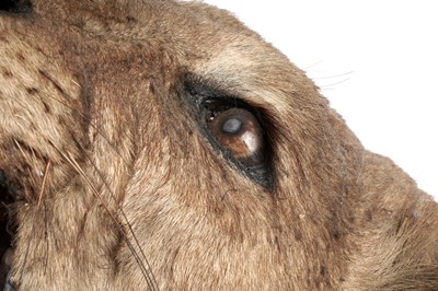 Lot 175 - An early 20th Century study of a lioness