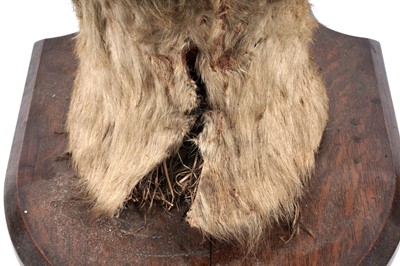 Lot 175 - An early 20th Century study of a lioness