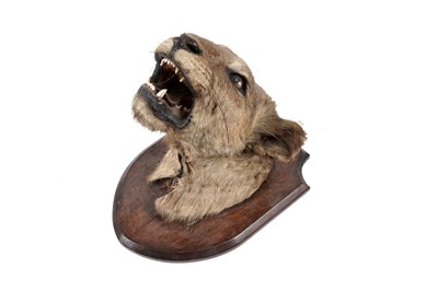 Lot 175 - An early 20th Century study of a lioness