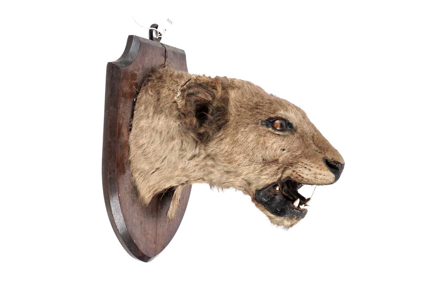 Lot 175 - An early 20th Century study of a lioness