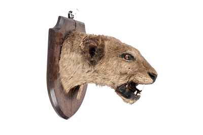 Lot 175 - An early 20th Century study of a lioness
