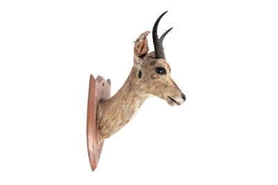 Lot 176 - A taxidermy study of a squirrel; and a study of reedbuck
