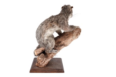 Lot 176 - A taxidermy study of a squirrel; and a study of reedbuck