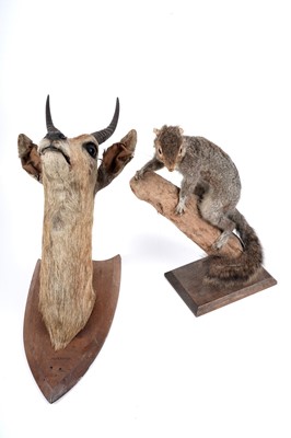 Lot 176 - A taxidermy study of a squirrel; and a study of reedbuck