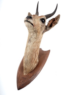 Lot 176 - A taxidermy study of a squirrel; and a study of reedbuck