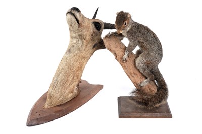 Lot 176 - A taxidermy study of a squirrel; and a study of reedbuck