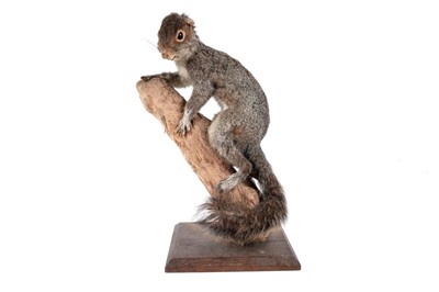 Lot 176 - A taxidermy study of a squirrel; and a study of reedbuck