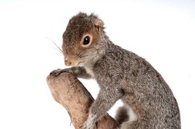 Lot 176 - A taxidermy study of a squirrel; and a study of reedbuck