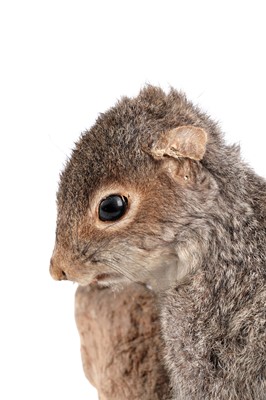 Lot 176 - A taxidermy study of a squirrel; and a study of reedbuck