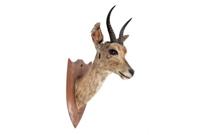 Lot 176 - A taxidermy study of a squirrel; and a study of reedbuck