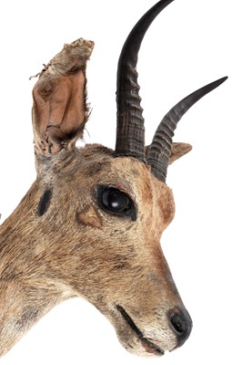 Lot 176 - A taxidermy study of a squirrel; and a study of reedbuck