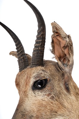 Lot 176 - A taxidermy study of a squirrel; and a study of reedbuck