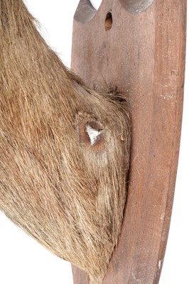 Lot 176 - A taxidermy study of a squirrel; and a study of reedbuck