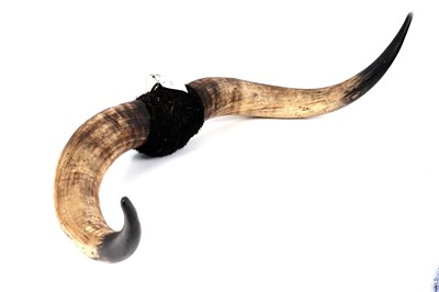 Lot 177 - A set of wall mounted highland cattle horns