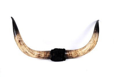 Lot 177 - A set of wall mounted highland cattle horns