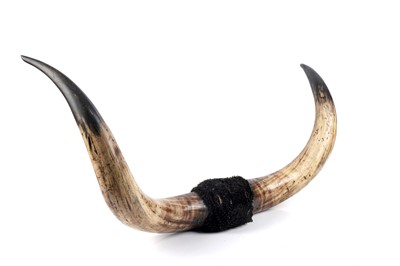Lot 177 - A set of wall mounted highland cattle horns