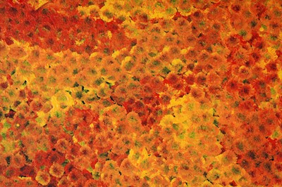 Lot 107 - Emily Kam Kngwarreye - Clay Pans | synthetic polymer paint